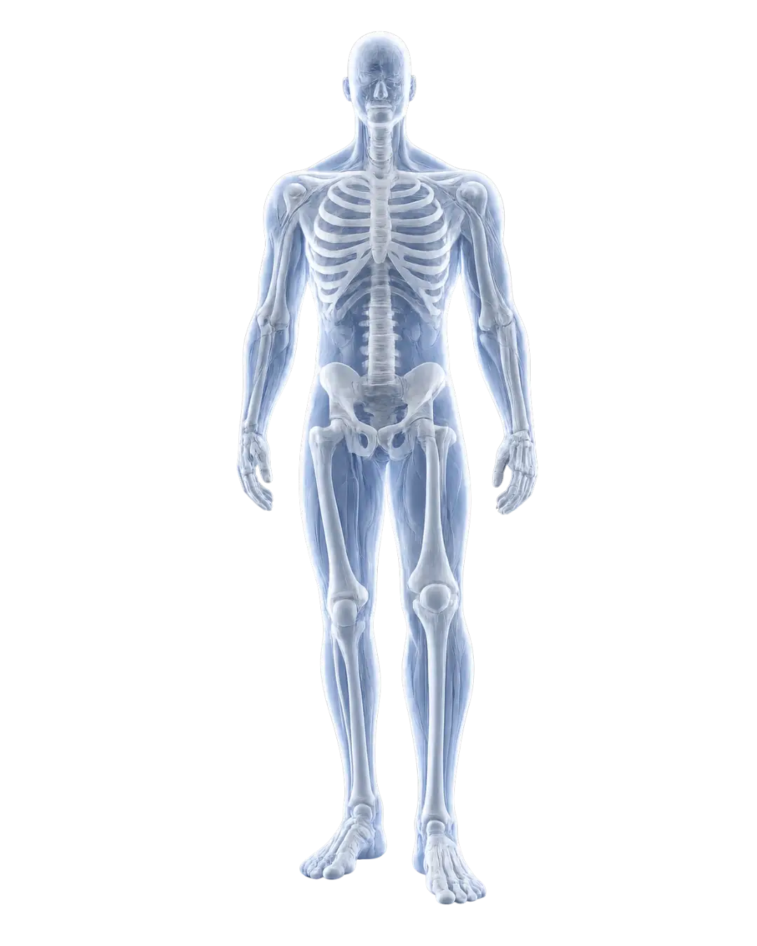 Body diagram